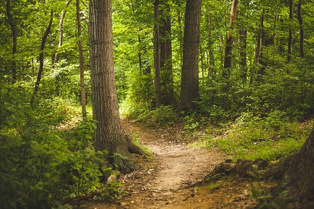 Linee sul paesaggio - Discussione e nuova piantumazione a Campidarte