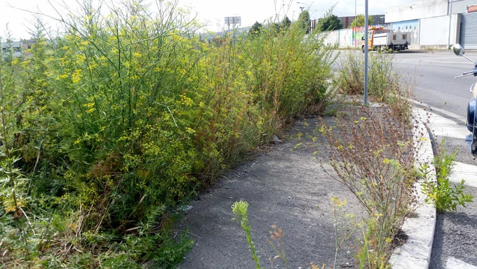 Pulizia e manutenzione dei terreni privati in ambito urbano ed extraurbano