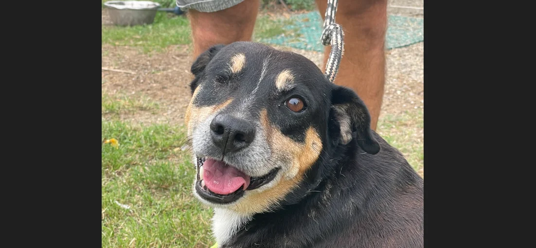 AVVISO PUBBLICO - Progetto “Adotta un Cane”