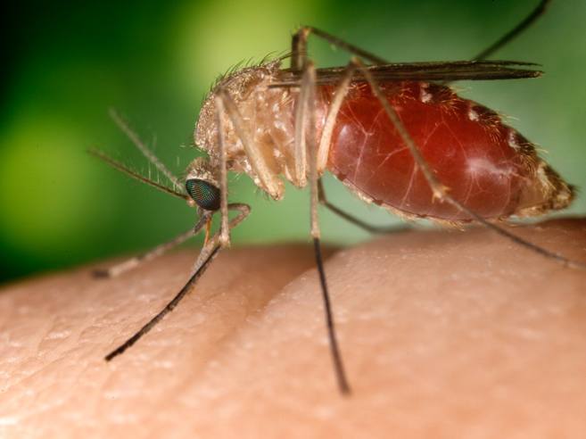 FEBBRE DEL NILO (WEST NILE)  - AVVISO ADOZIONE MISURE DI PREVENZIONE