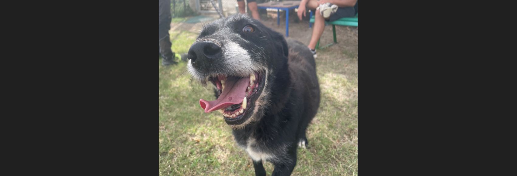 Nerone cerca casa