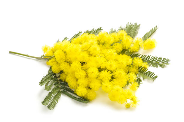 GIORNATA INTERNAZIONALE DELLA DONNA - NON SOLO 8 MARZO