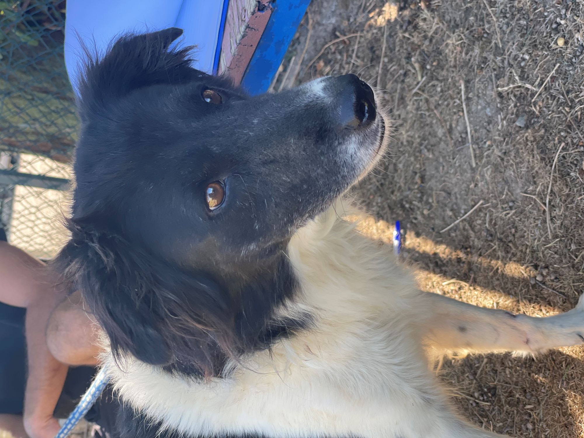 Heidi